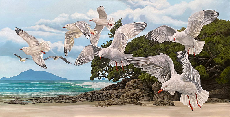 Craig Platt nz bird artist, Waipu seagulls oil painting